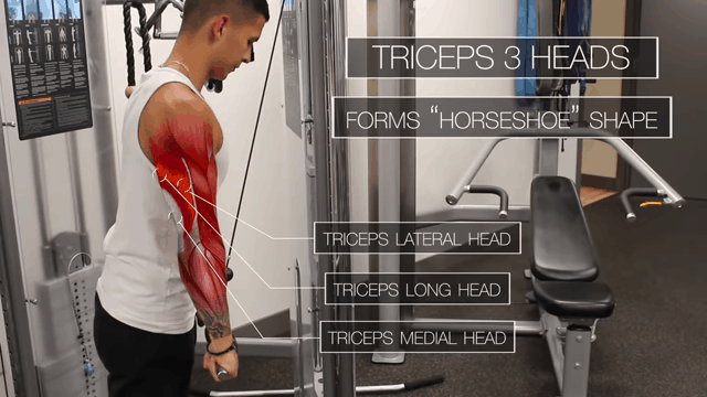 Top 3 2025 tricep exercises