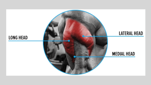 The Best Science-Based Triceps Exercises for Each Head (Work Your Weak  Points!) 