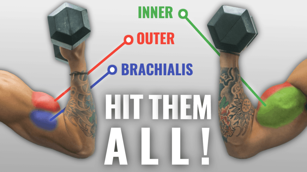 Exercises to best sale train biceps