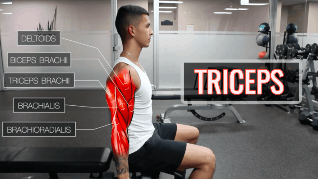The Best Triceps Exercises to Build Muscle Fast  Triceps workout, Shoulder  workout, Best shoulder workout