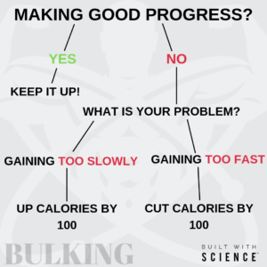 making-good-progress-bulking