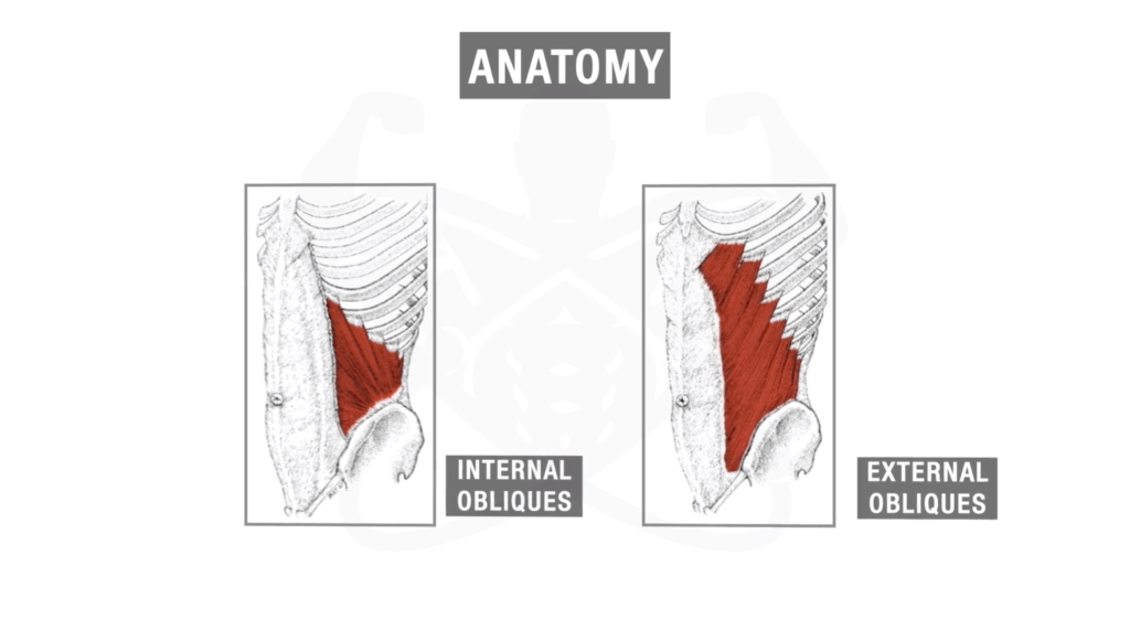 Internal and external obliques