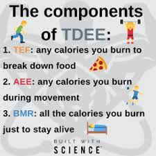 Components of TDEE