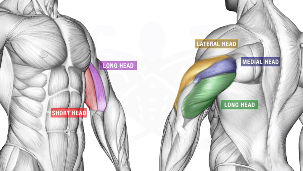 How to build arm muscle different heads