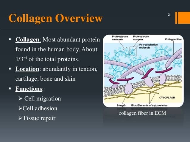 collagen-peptides-overview
