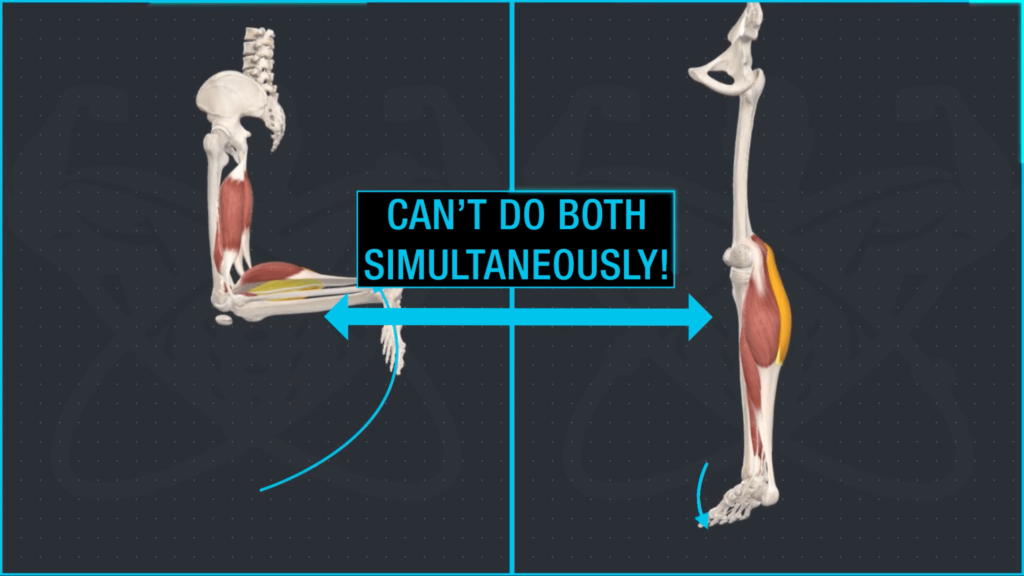 Calf muscle functions-min