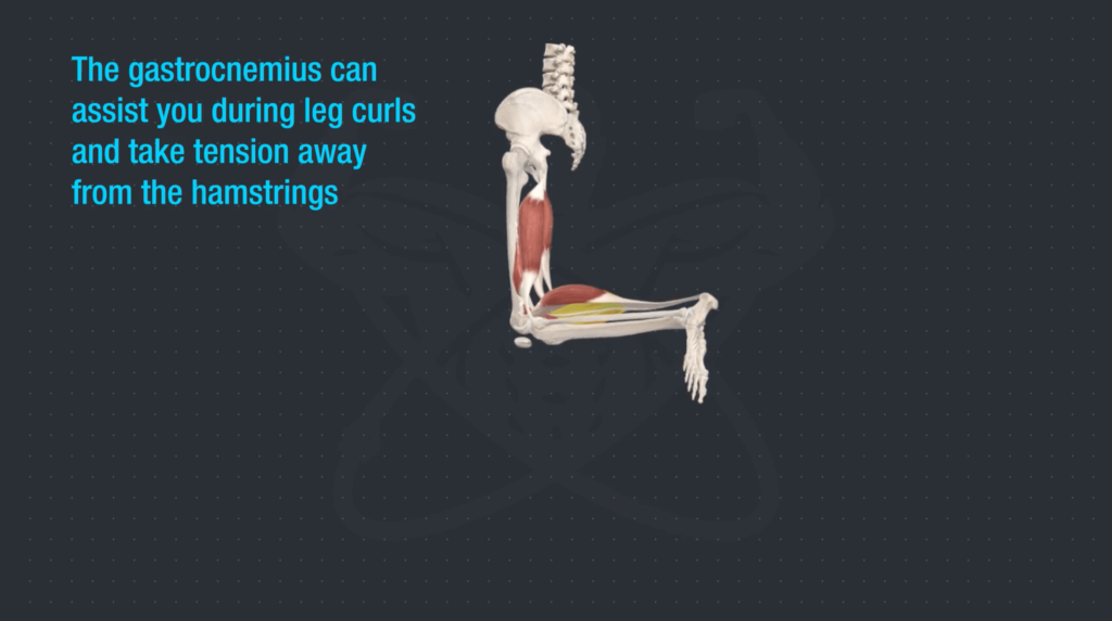 Calf muscle involvement in leg curl-min