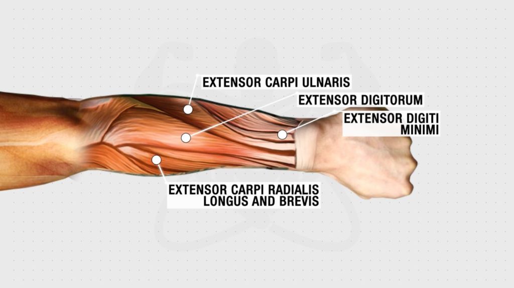 Forearm muscles