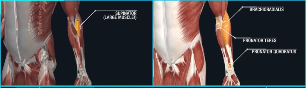 Forearm pronation and supination muscles