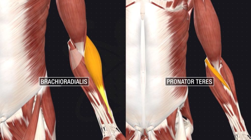 How to get bigger forearms brachioradialis and pronator teres