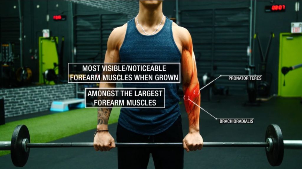 How to get bigger forearms brachioradialis and pronator teres