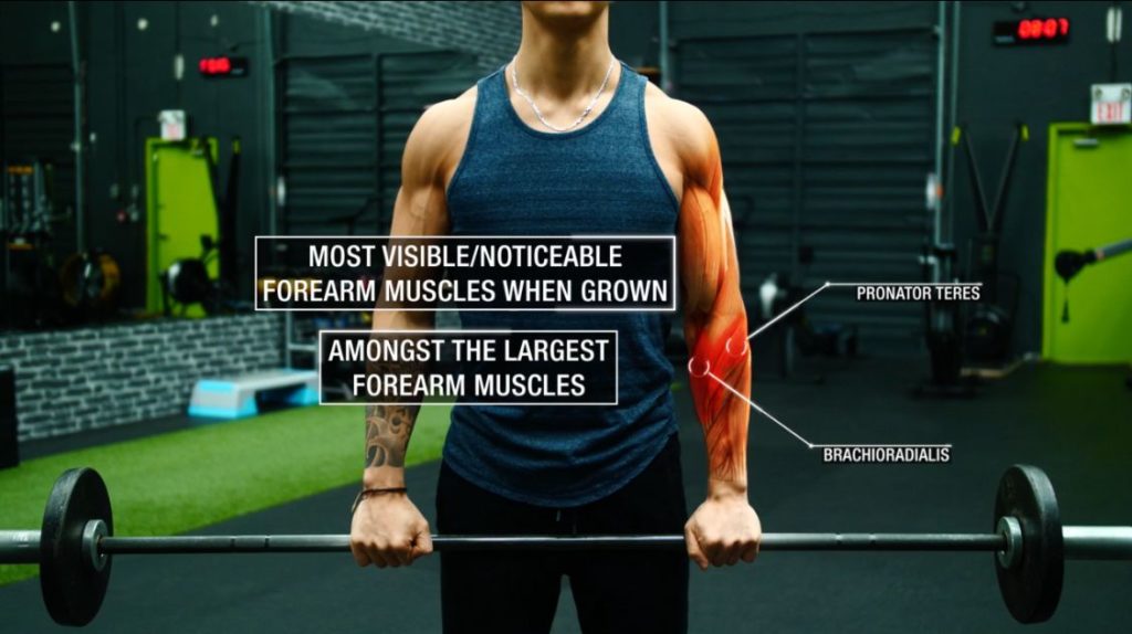 how to train forearms