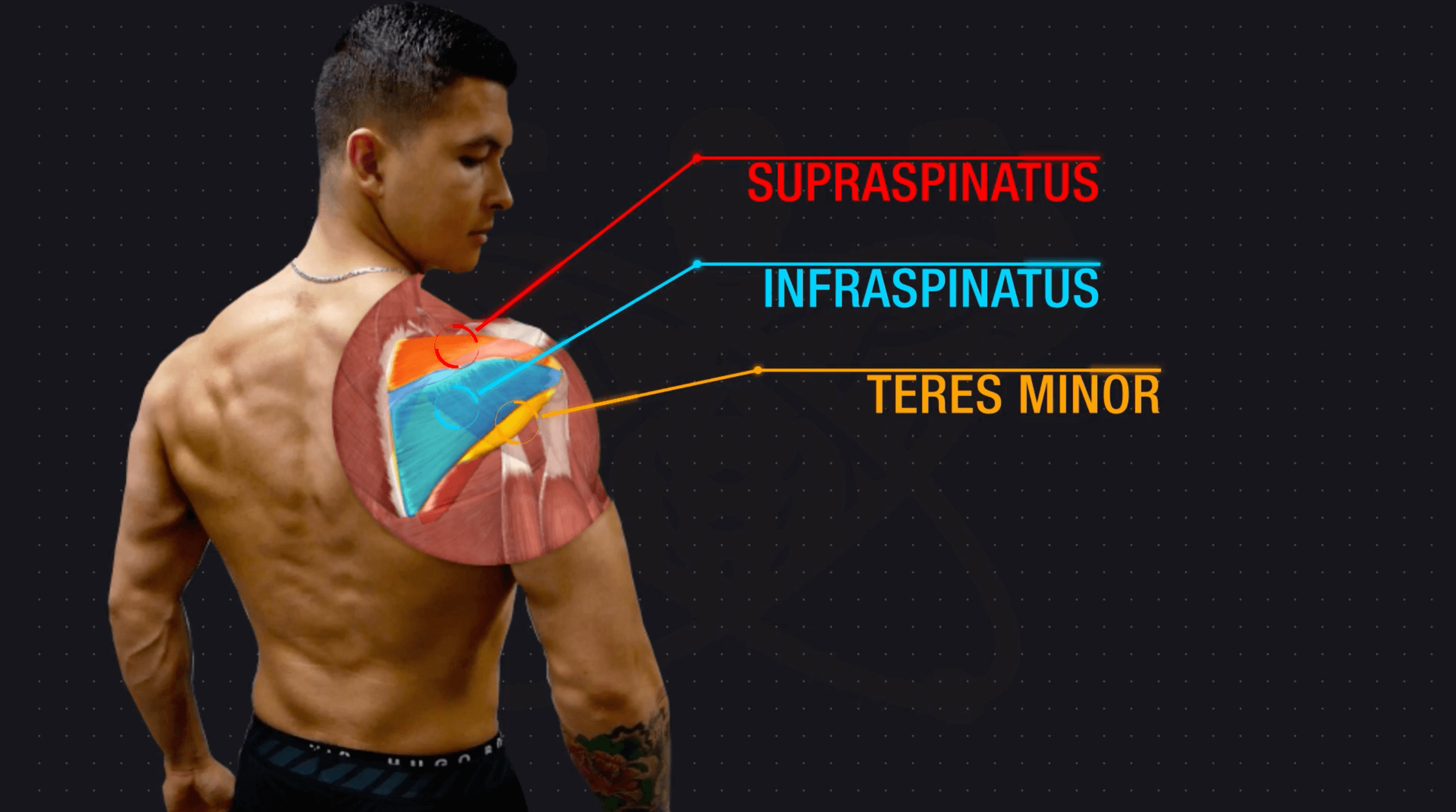 Muscle imbalance rotator cuffs