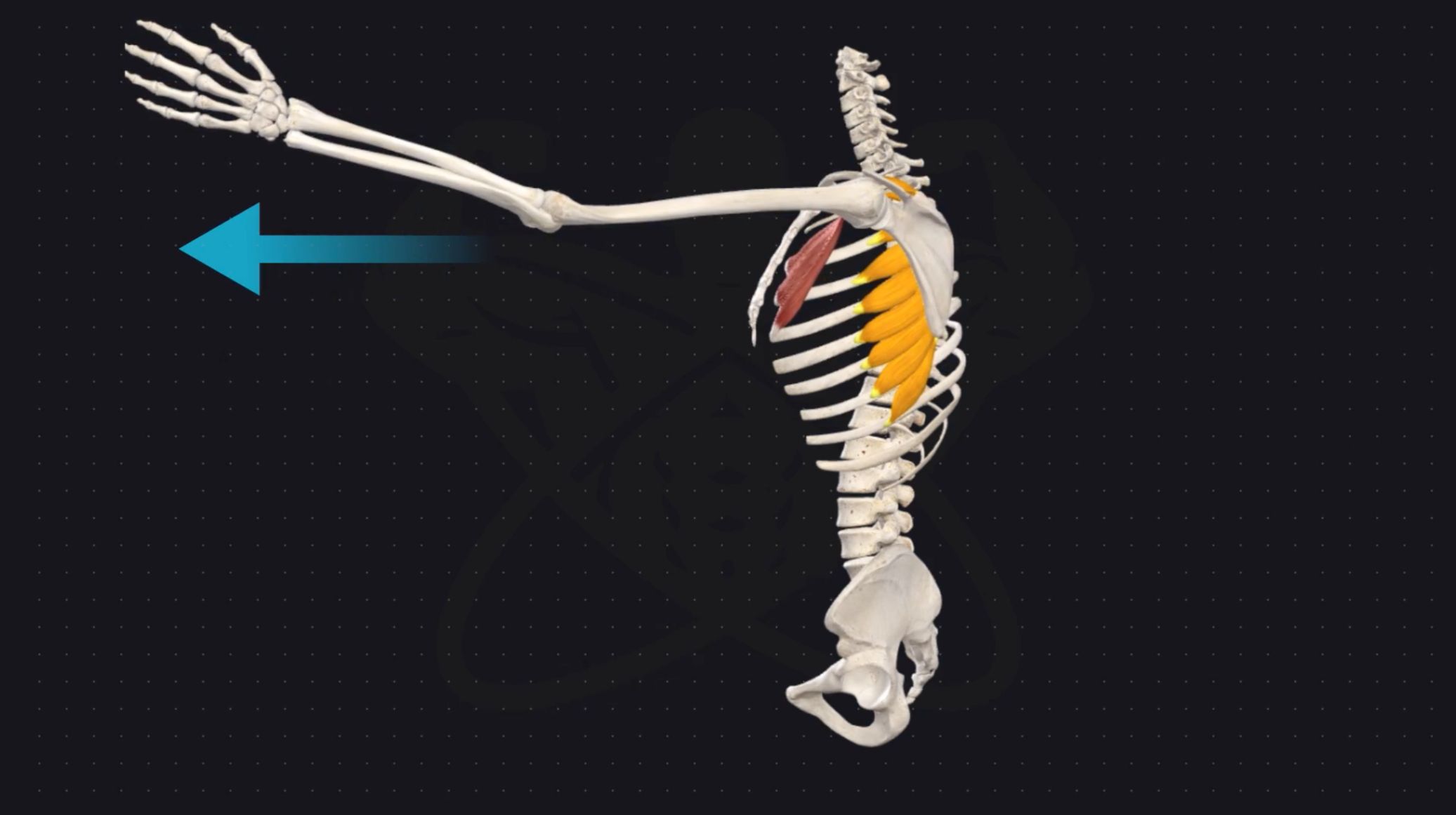 Serratus anterior function