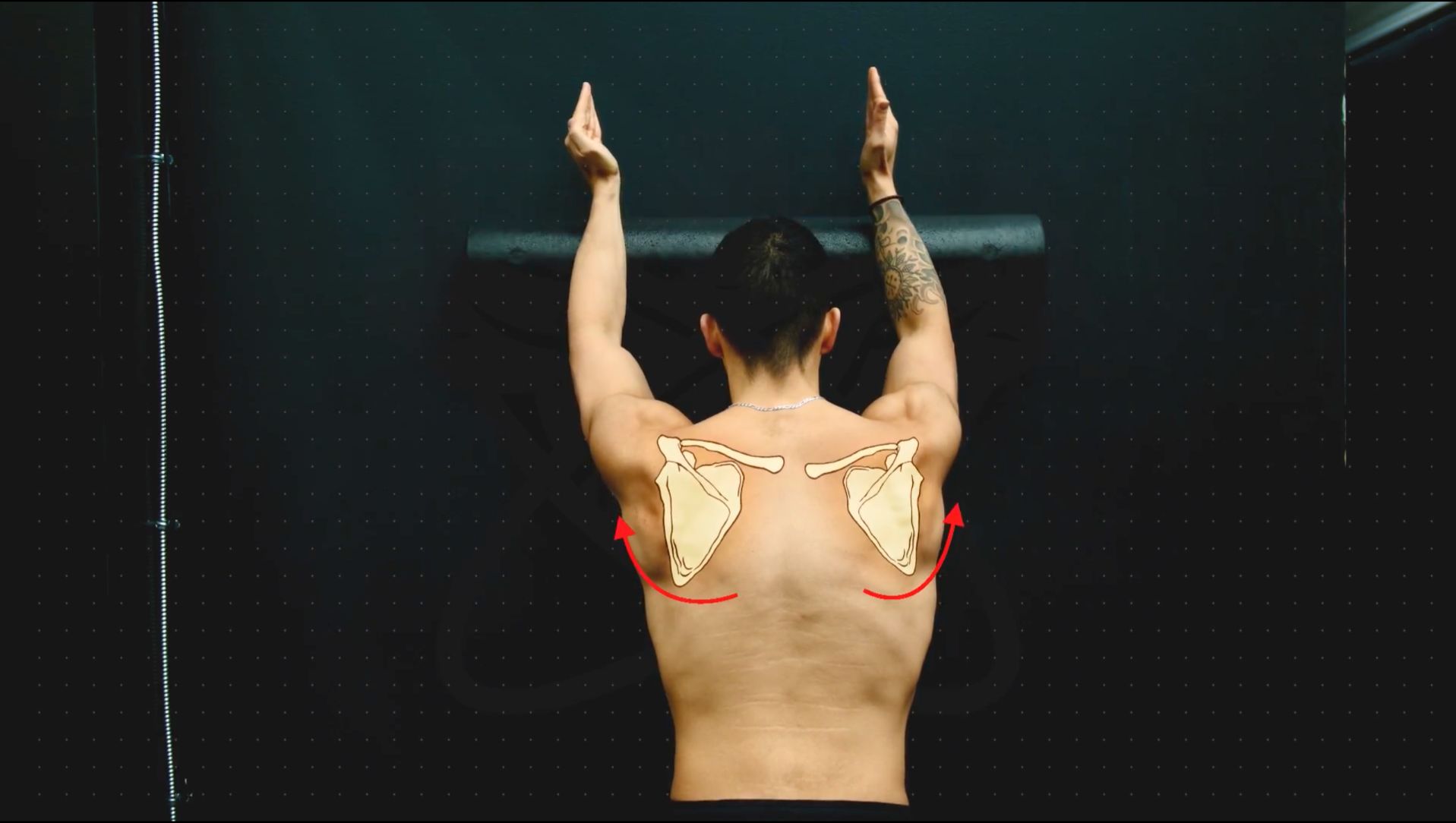 Serratus anterior function 2