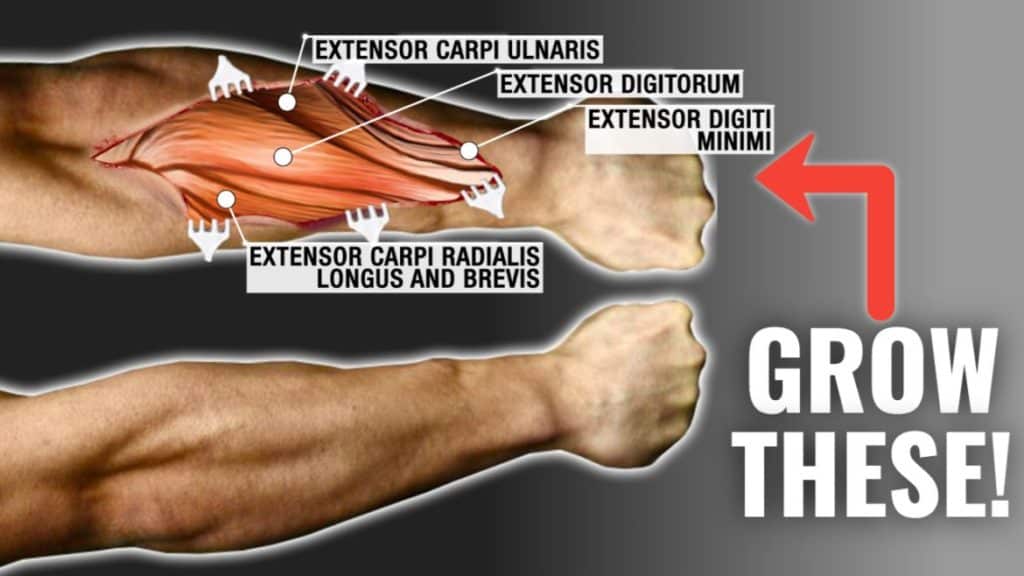 how-to-get-bigger-forearms