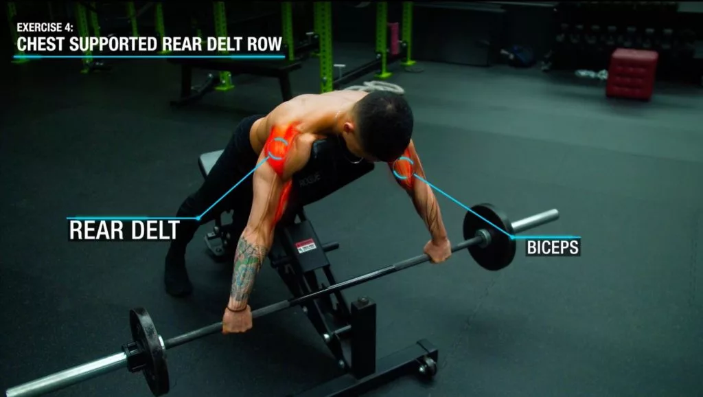 Chest supported rear delt row anatomy
