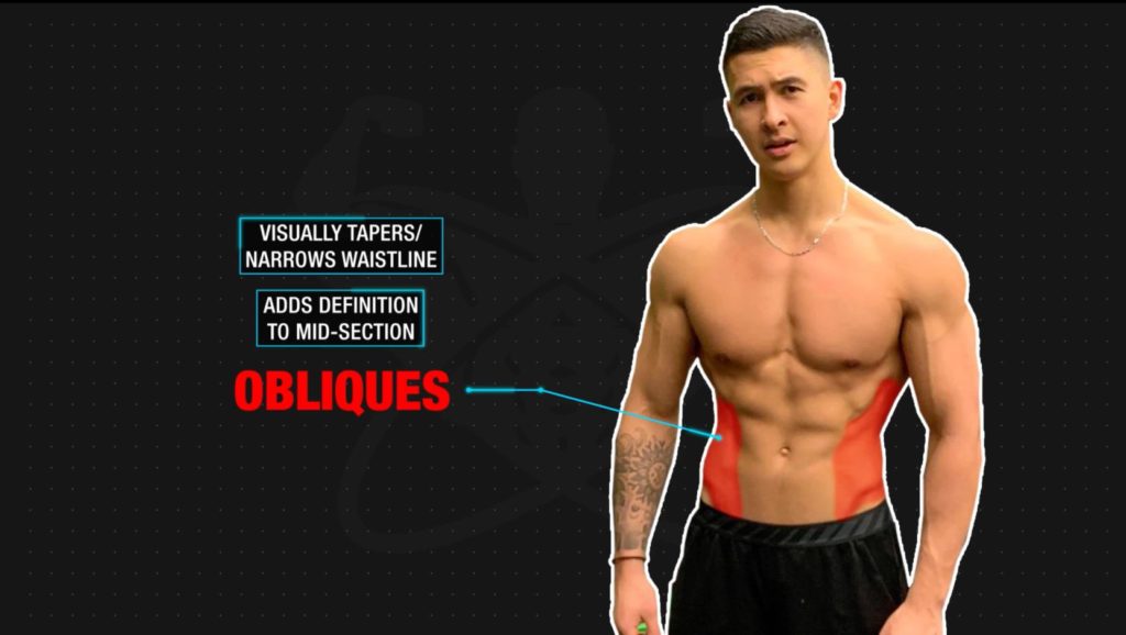 Functions of obliques