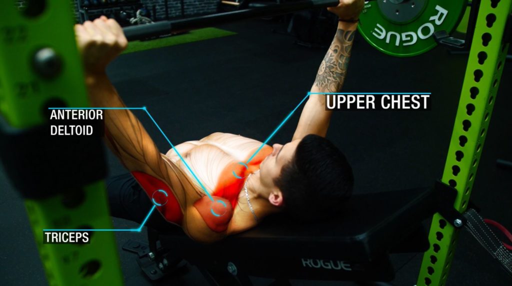 Incline barbell bench press upper chest