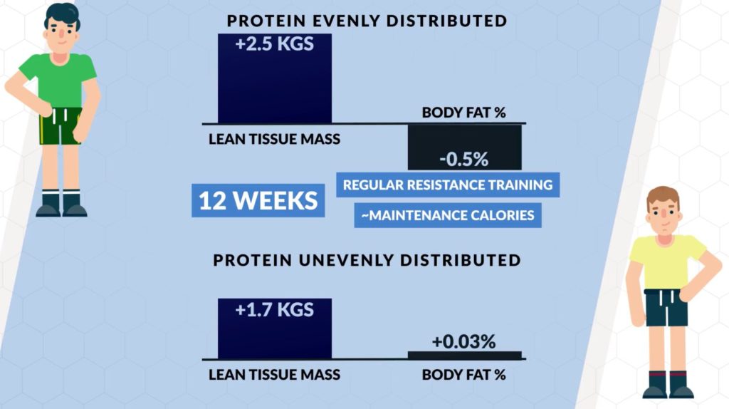How protein distribution affects body composition