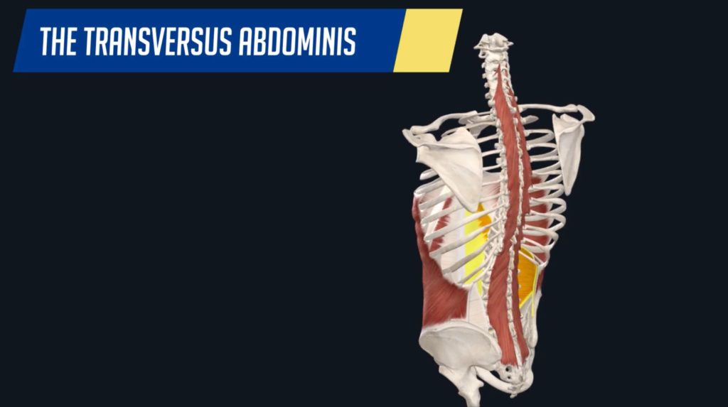 The transversus abdominis