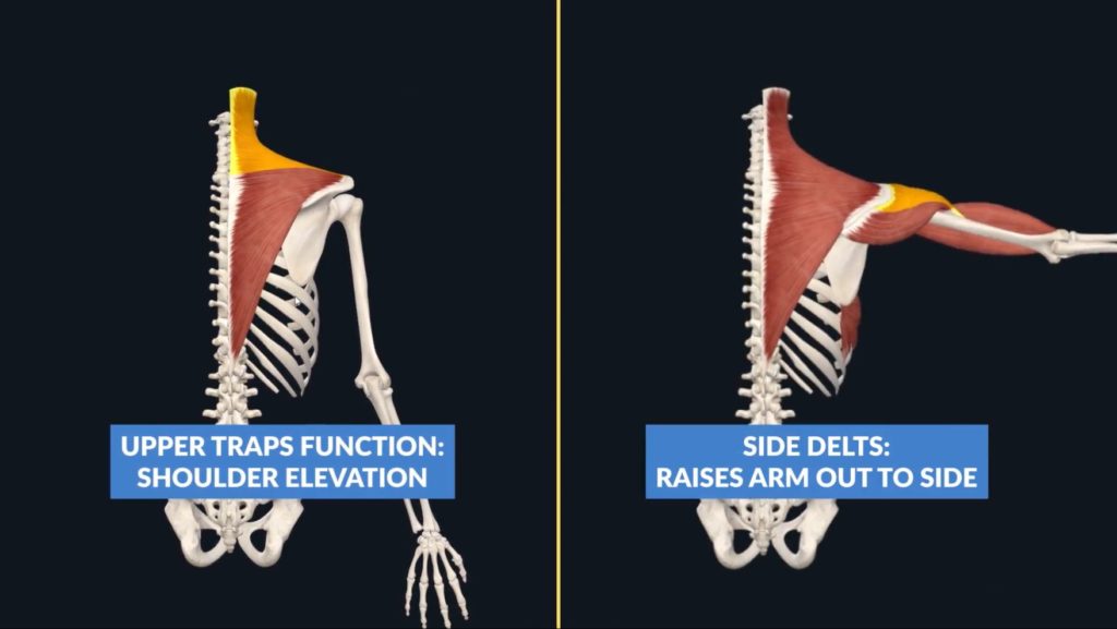 Upper traps and delts function