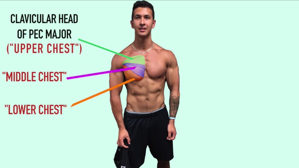 Chest muscle anatomy