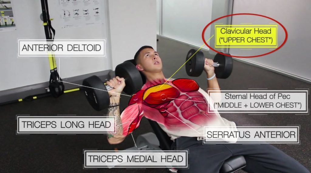 Incline dumbbell press to target upper chest