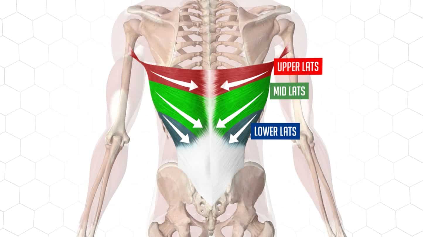 Understand your lats anatomy helps you pick the right exercises to train them