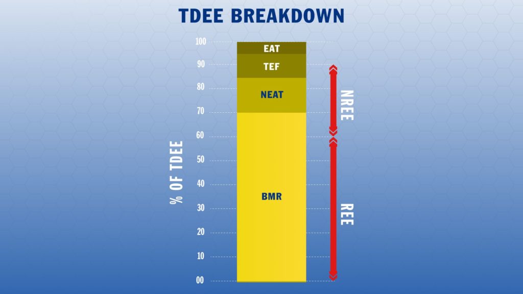 Breakdown of TDEE