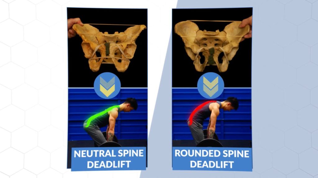 How your hip socket affects your deadlift form