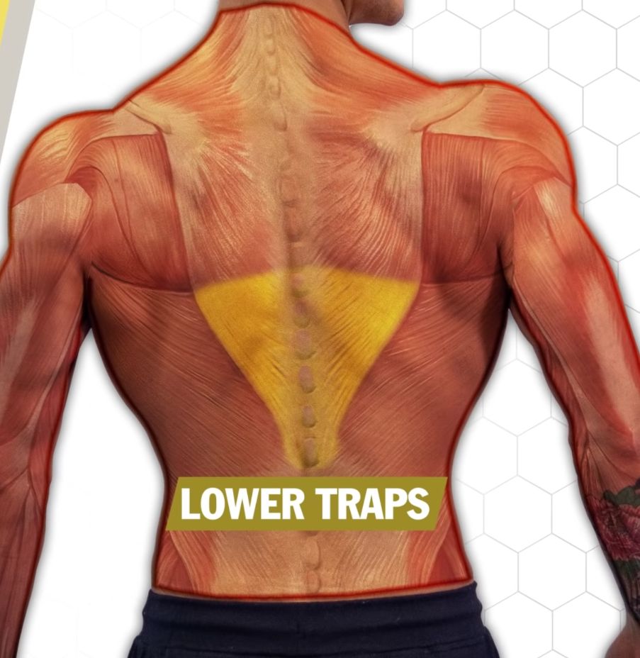 Lower traps anatomy shot