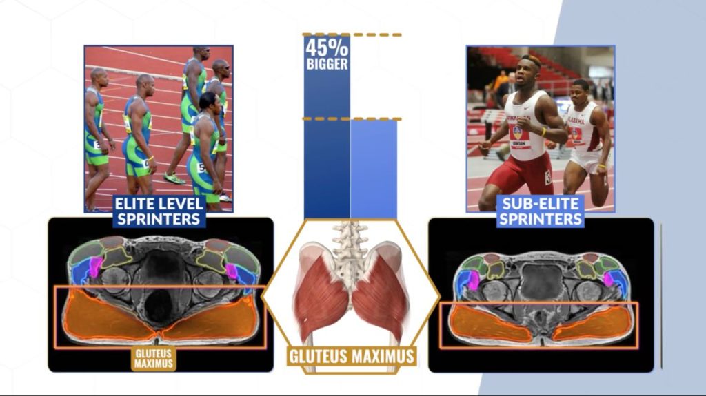 Size of gluteus maximus in elite athletes vs sub-elite athletes