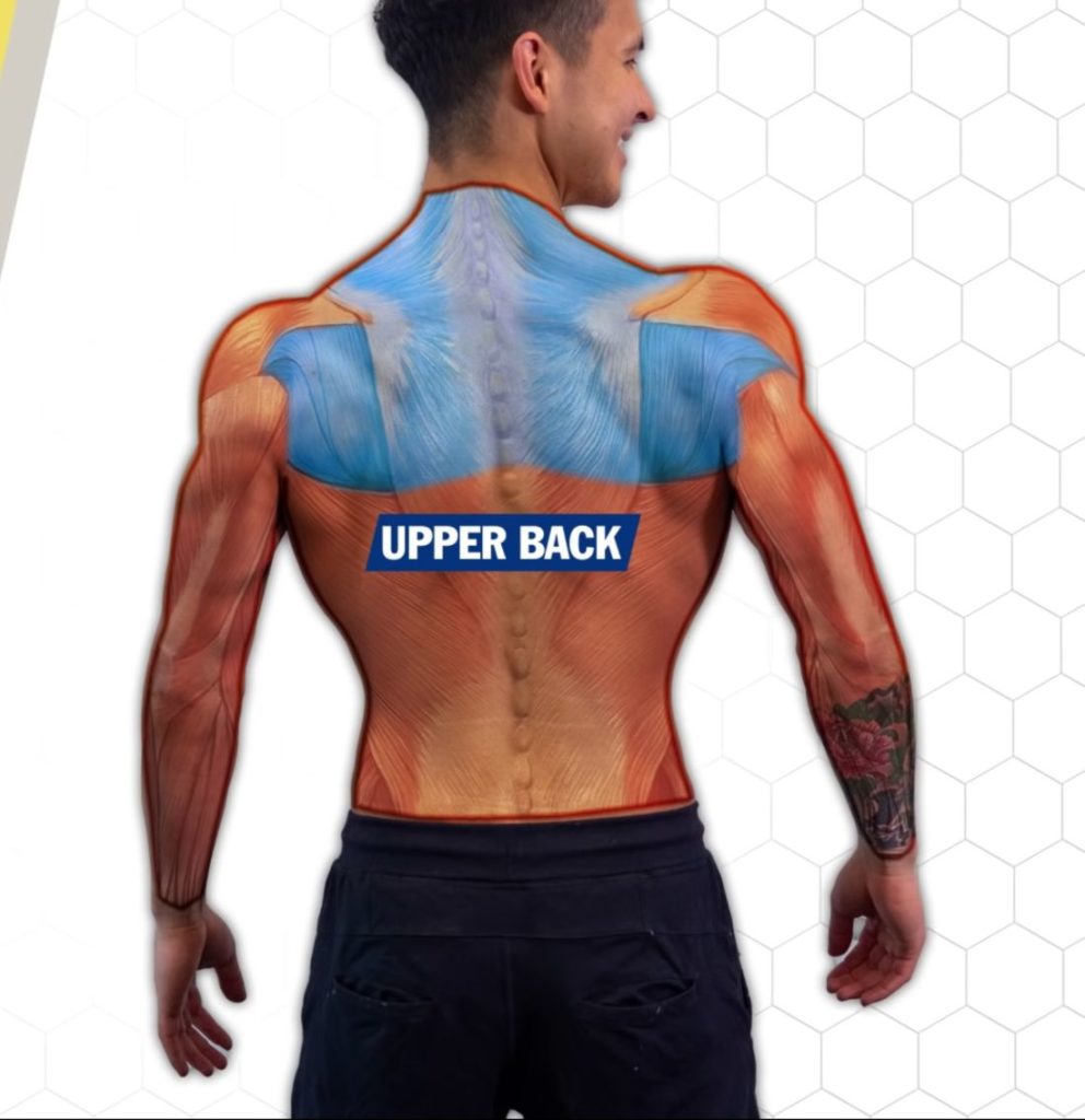 Upper back anatomy