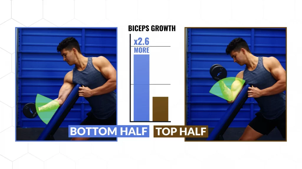 Focusing on the bottom half of the bicep curls results in more growth than focusing on the top half