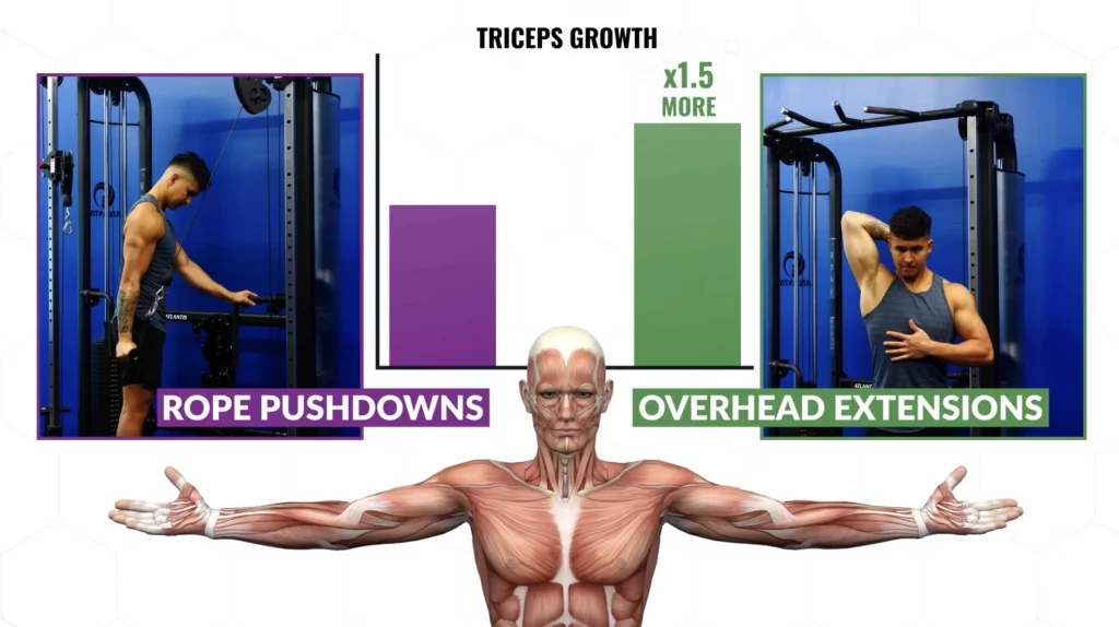 Gain muscle fast by focusing on exercises that maximize stretch triceps