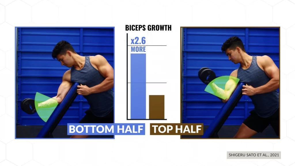 Gain muscle fast by focusing on the bottom half of the movement bicep curls