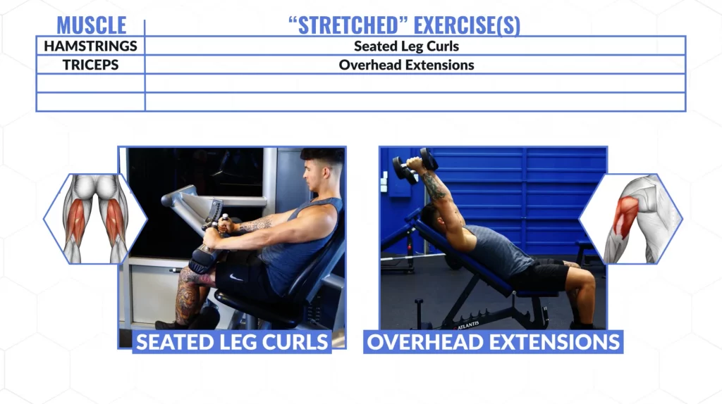 What is Stretch-Mediated Hypertrophy? A Quick Research Breakdown