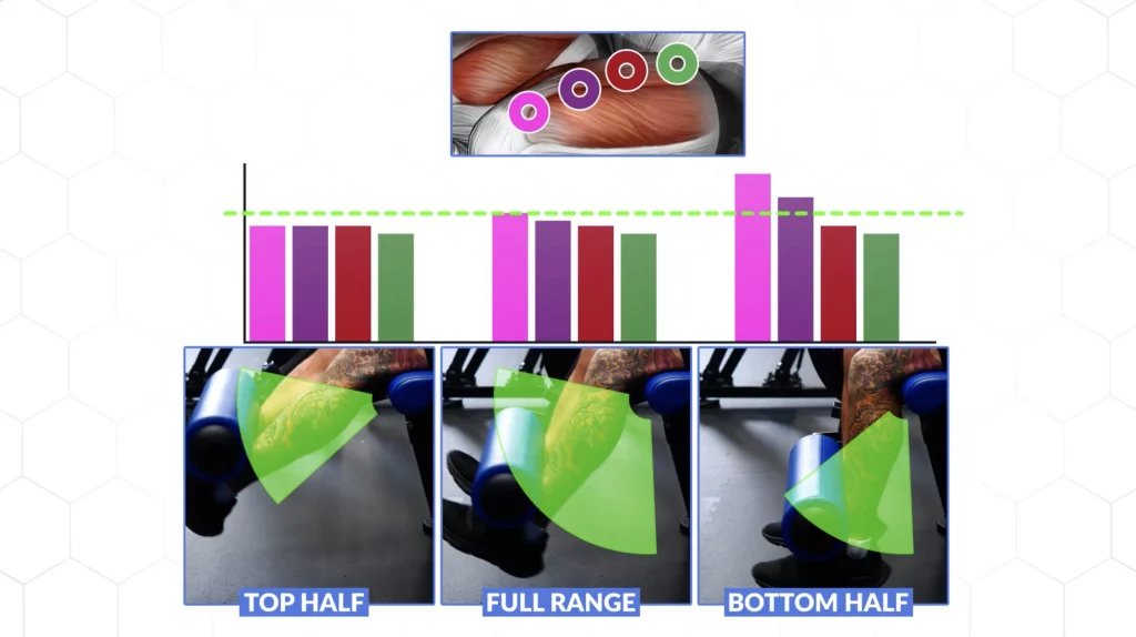 More proof of the importance of focusing on the bottom half of the bicep curls as shown in research on the quads