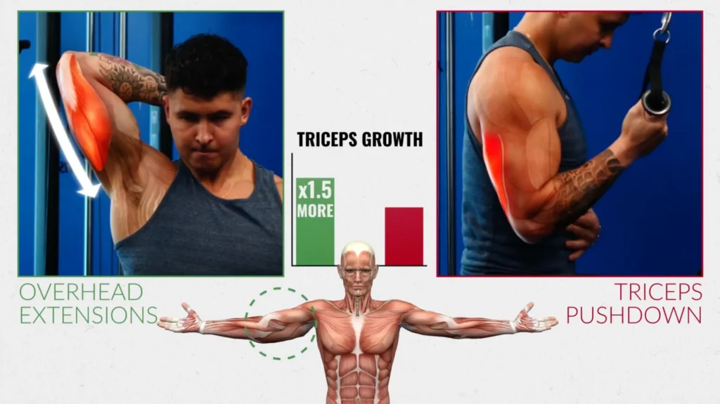 Overhead triceps extensions vs triceps pushdowns stretch mediated hypertrophy to grow muscle fast