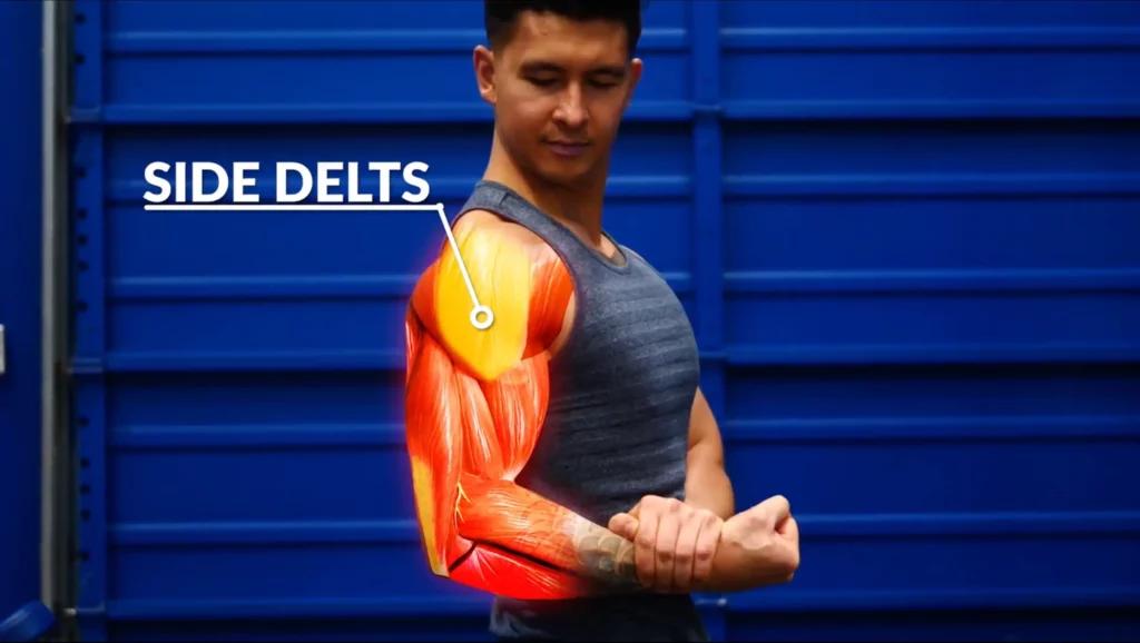 Delts workout side delts anatomy