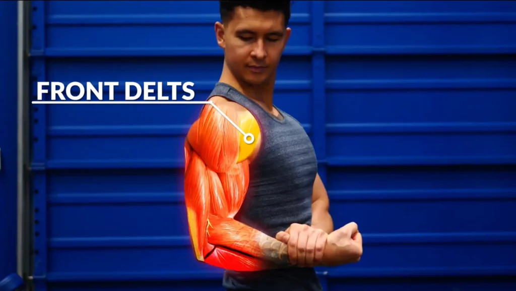 Front delts anatomy delts workout