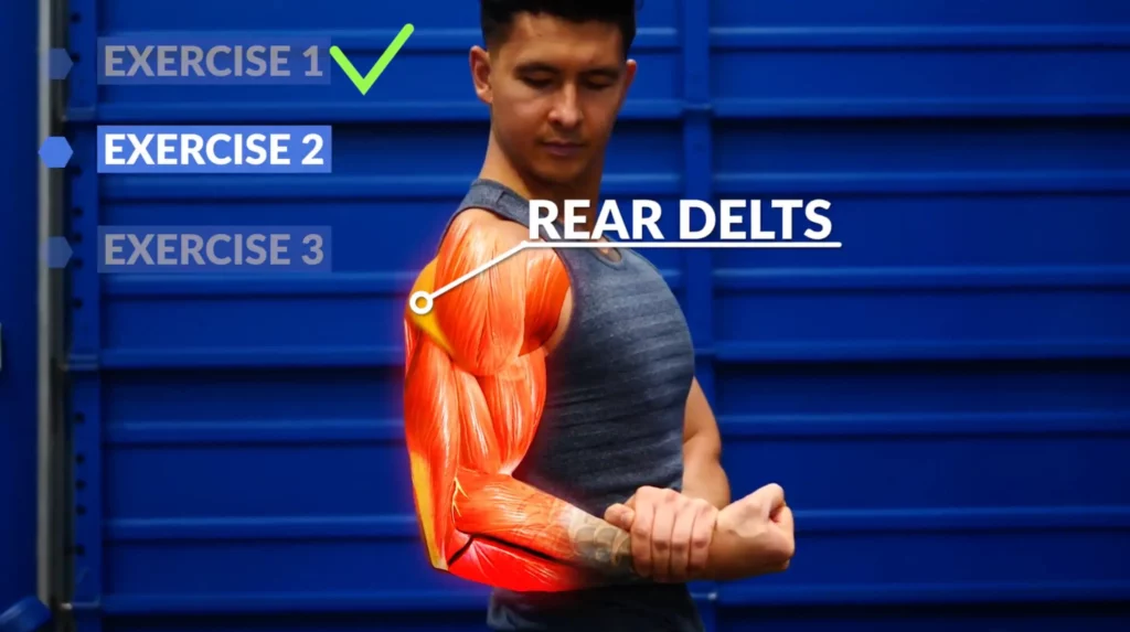 Rear delts delts workout anatomy