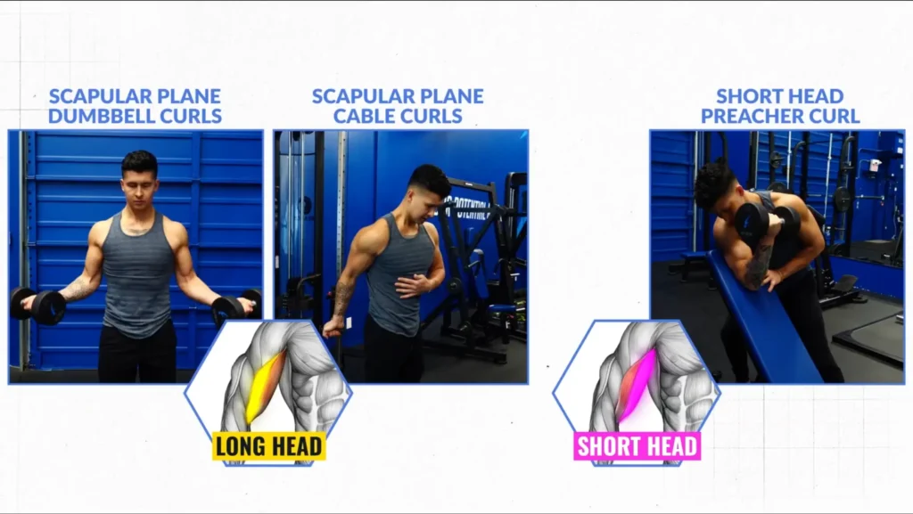 Jeremy routine for wider biceps