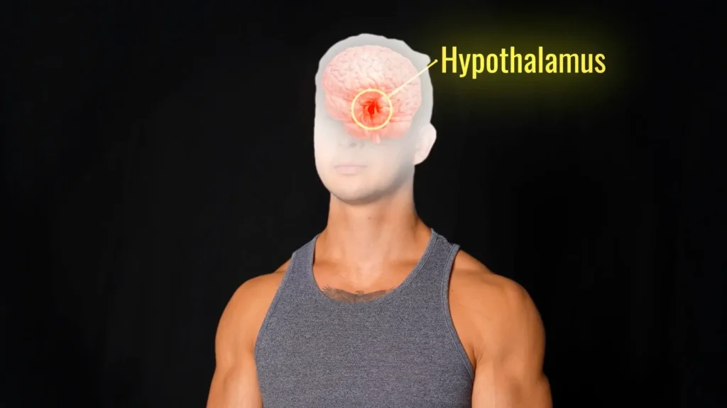 How to reduce appetite hypothalamus