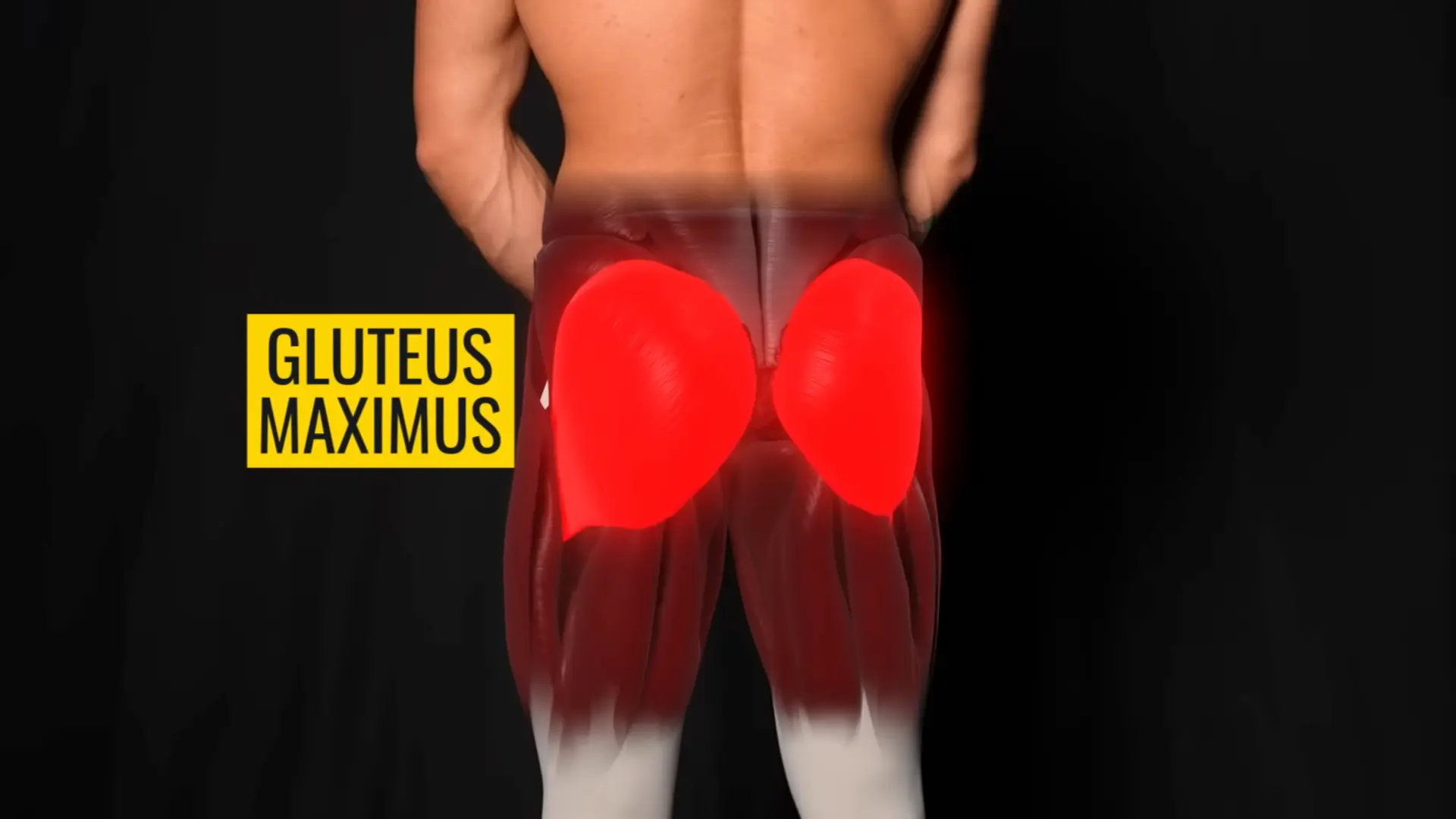 Best gluteus maximus exercises gluteus maximus
