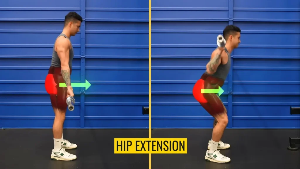 Best gluteus maximus exercises hip extension